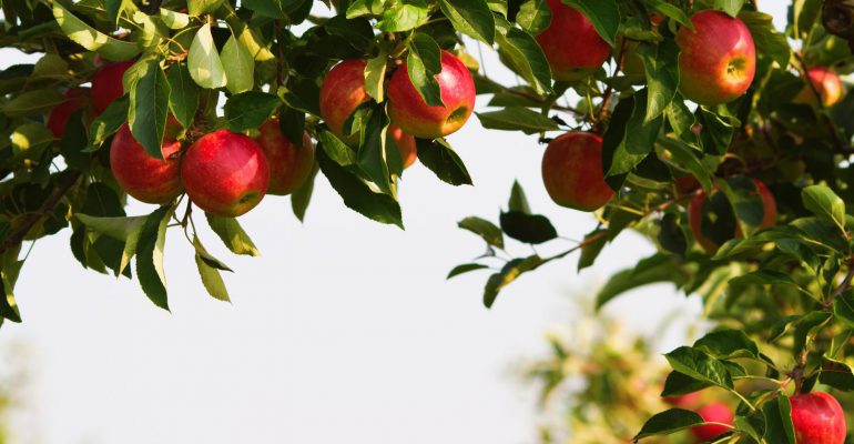 Äpfel hangen an einem Apfelbaum - Ihre Testamentsspende für die Stiftung Bildung