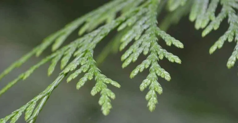 Eine Zeder im Wald - Zufriedenheit gewinnen | Testamentsspende Stiftung Bildung